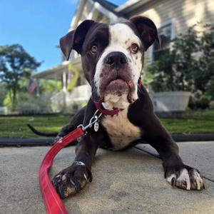 Dolly, Mixed Breed / American Bulldog, adult, available for adoption