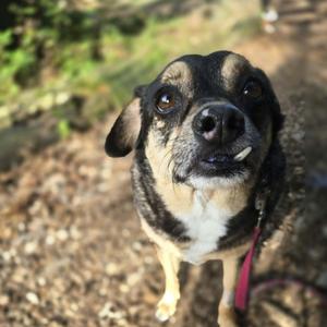 Jojo (Bonded Pair w/ Toby), Beagle / Miniature Pinscher, senior, available for adoption