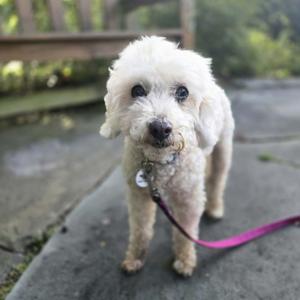 A fluffy white dog standing on a paved surface, wearing a purple leash.