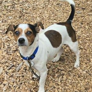 Pumpernickel, Terrier / Chihuahua, adult, available for adoption