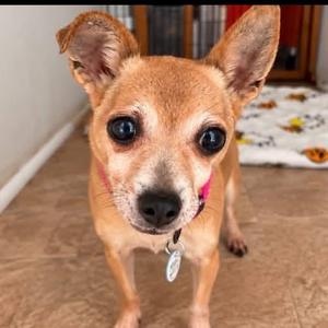 Pearl, Chihuahua, senior, available for adoption