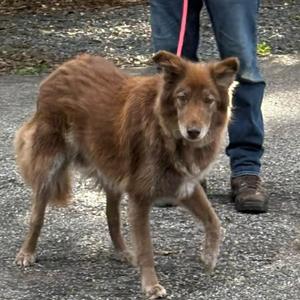 Gage, Chocolate Labrador Retriever / Collie, senior, available for adoption