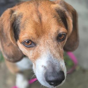 Billy, Beagle, adult, available for adoption