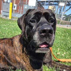 Madame Beatrice, Mastiff, adult, available for adoption