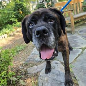 Lady Abigail, Mastiff, senior, available for adoption