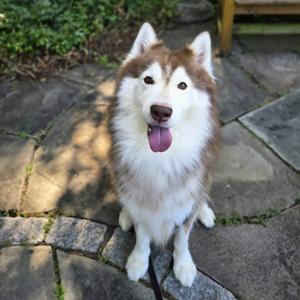 Ace, Husky, adult, available for adoption