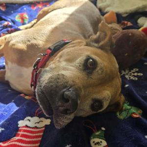 Sophia, Mixed Breed / Boxer, senior, available for adoption