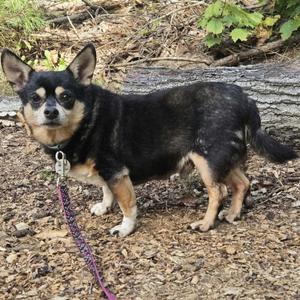 Toby (Bonded w/Jojo), Mixed Breed / Chihuahua, senior, available for adoption