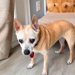 Bailey, Chihuahua, senior, available for adoption