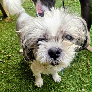 Bash, Shih Tzu, adult, available for adoption