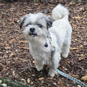 Bash, Shih Tzu, adult, available for adoption