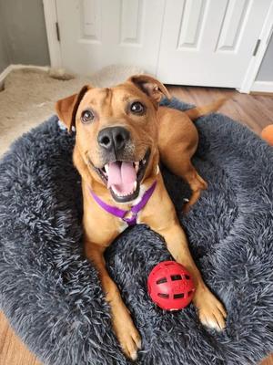 Charlie, Mixed Breed, adult, available for adoption