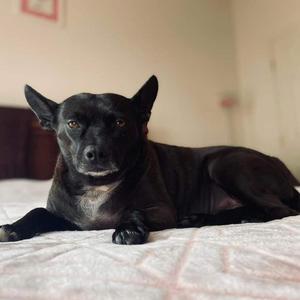 Lilly, Schipperke / Chihuahua, adult, available for adoption