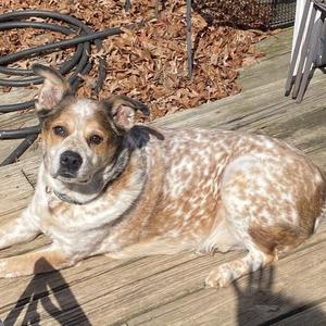 Dusk, Australian Cattle Dog / Blue Heeler, adult, available for adoption