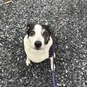 A black and white dog with a purple leash looking up at the camera.