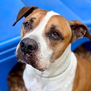 Bud, Boxer / American Bulldog, senior, available for adoption