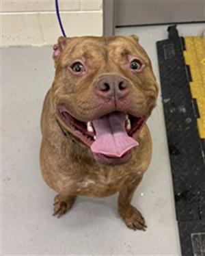 JEFF, Pit Bull Terrier, adult, available for adoption