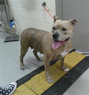 A brown and white pit bull terrier standing on a yellow and black mat with its tongue out, looking at the camera.
