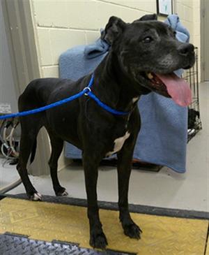 NESSA, Labrador Retriever Mix, senior, available for adoption