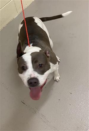 A black and white dog with a red leash, standing on a gray floor and looking up with its tongue out.