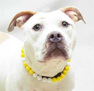 A white dog with floppy ears wearing a yellow and white beaded collar.