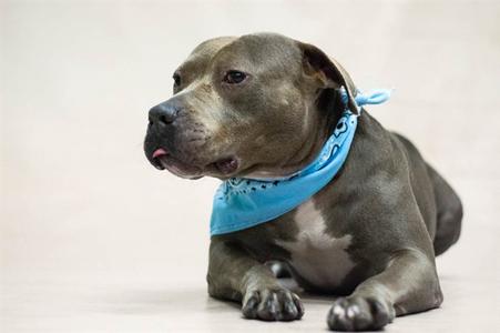 A gray dog with a blue bandana lying down