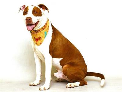 A brown and white dog wearing a colorful bandana, sitting on a white background.
