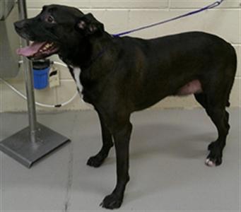CASH, Labrador Retriever and Beagle, adult, available for adoption