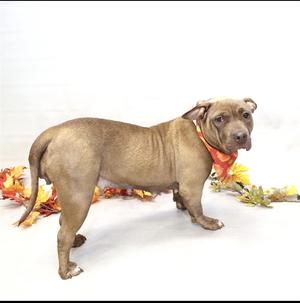 A brown dog wearing an orange bandana, standing on a white surface with autumn leaves around it.
