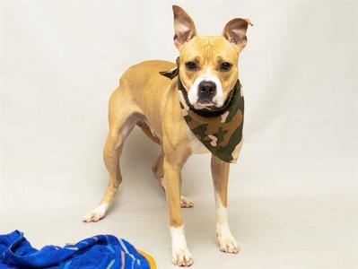 A tan dog wearing a camouflage bandana stands on a white background, with a blue blanket partially visible in the foreground.