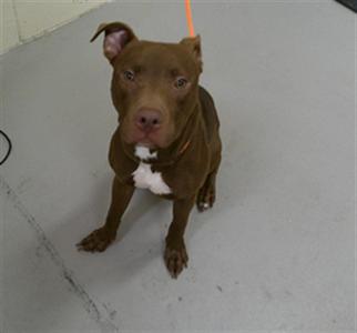 A brown dog with a white chest patch sitting on a gray floor, looking at the camera.