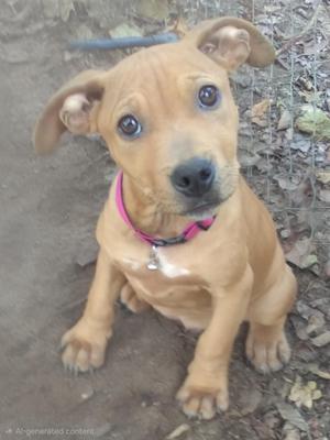 A brown puppy with floppy ears and a pink collar sits on the ground, looking up with big, expressive eyes.