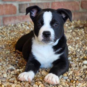 Tweety Bird, Mixed Breed, puppy, available for adoption