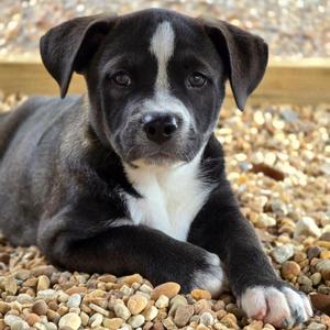 Lola Bunny, Mixed Breed, puppy, available for adoption