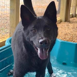 Kai, Chow Chow / Belgian Shepherd / Malinois, young, available for adoption