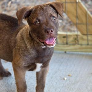 Speedy Gonzales, Mixed Breed, puppy, available for adoption