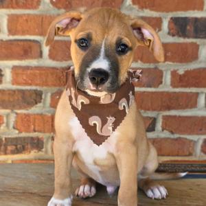 A brown and white puppy wearing a brown bandana with squirrel patterns, sitting on a wooden surface in front of a brick wall.