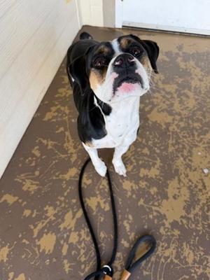 Brussels AKA Sasha, Boxer Mix, adult, available for adoption
