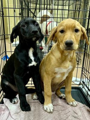 Felicity, Labrador Retriever Mix, puppy, available for adoption