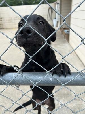 Rebok, Labrador Retriever Mix, young, available for adoption