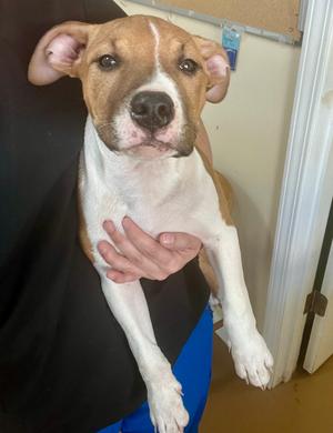 Bruno Madrigal, Mixed Breed, puppy, available for adoption