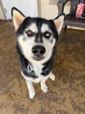 Bear Bear, Alaskan Husky Mix, adult, available for adoption