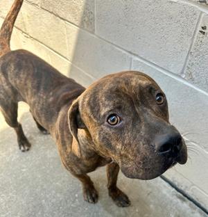 Clay, Boxer Mix, adult, available for adoption