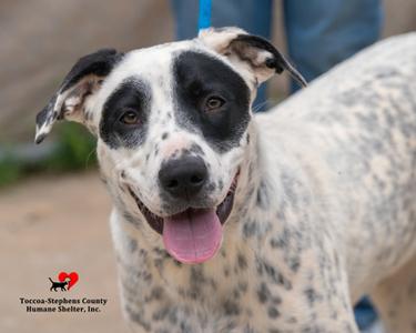 Bart AKA Nathan AKA  Alex, Pit Bull Terrier Mix, adult, available for adoption