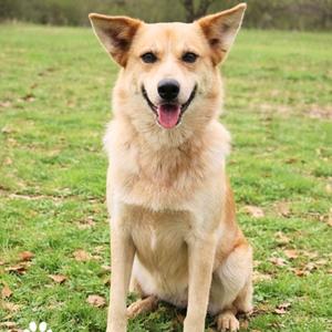 A tan dog with erect ears and its tongue out is sitting on a grassy lawn.