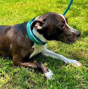 Reedfeather, Bulldog Mix, young, available for adoption