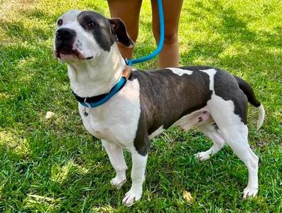 Platinum, Pit Bull Terrier Mix, adult, available for adoption