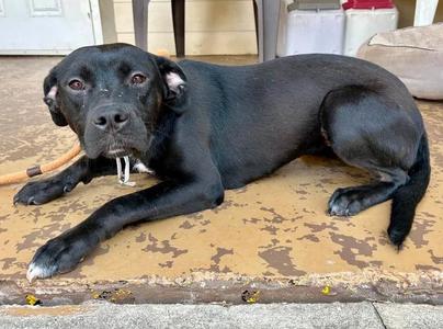 Beach, Golden Retriever Mix, young, available for adoption