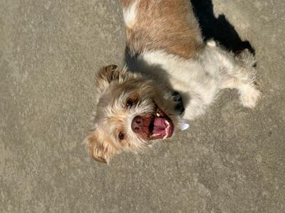 A small dog with a fluffy coat, lying on its back on a concrete surface, with its mouth open and tongue out, appearing to be happy or playful.