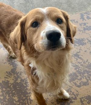 a brown and white dog looking up at the camera